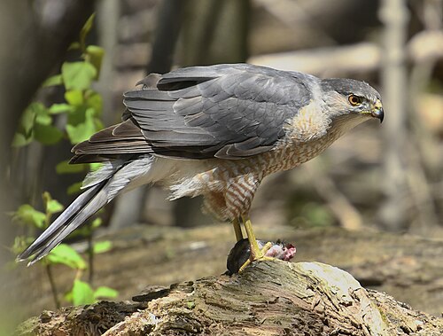 Accipiter cooperii